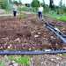 Silverio Liso e Stefania Cannone impegnati nell'irrigazione degli ortaggi della loro azienda agricola